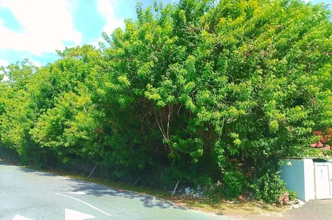 Bellot Road New Providence Paradise Island BS