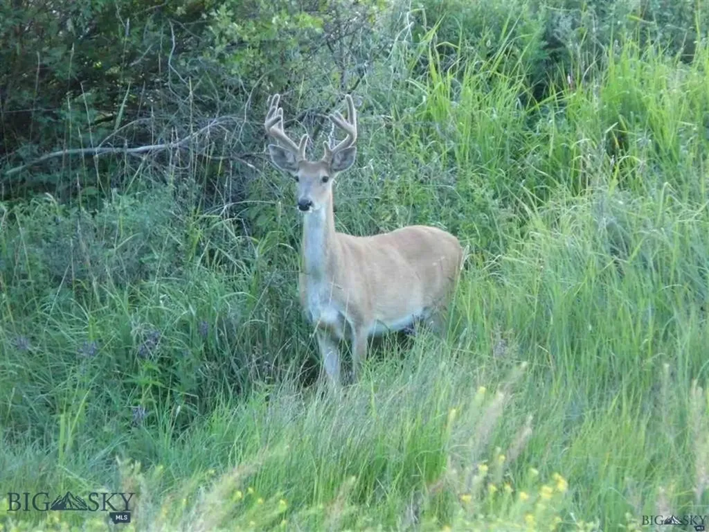 Nkn Madison Road Three Forks MT 59752
