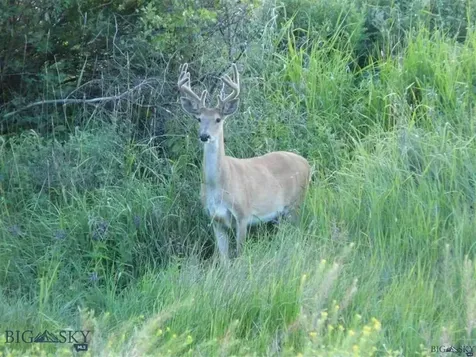 Nkn Madison Road Three Forks MT 59752
