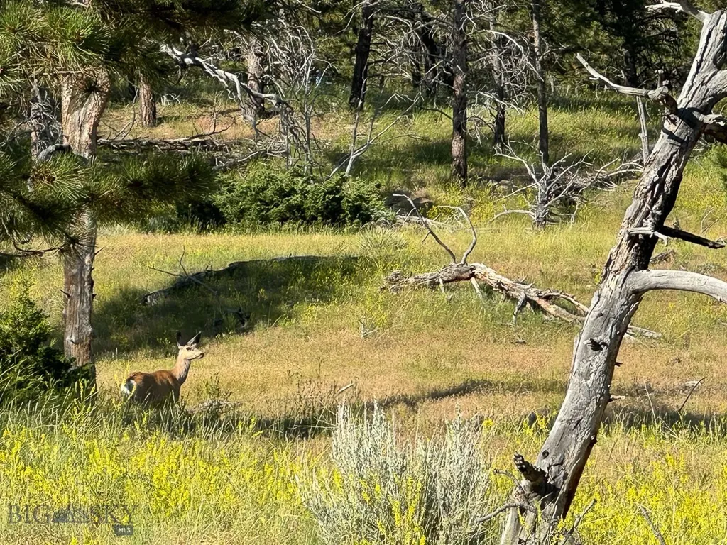 659 Deadmans Canyon Road Big Timber MT 59069