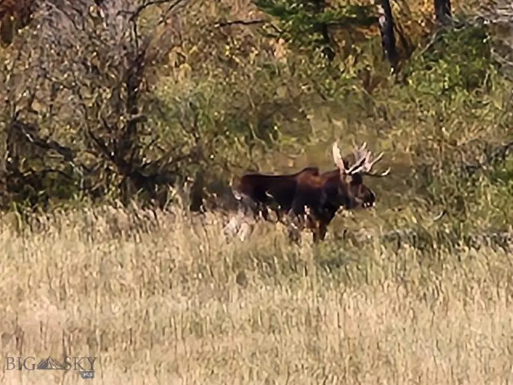 000 Chestnut Road Bozeman MT 59715