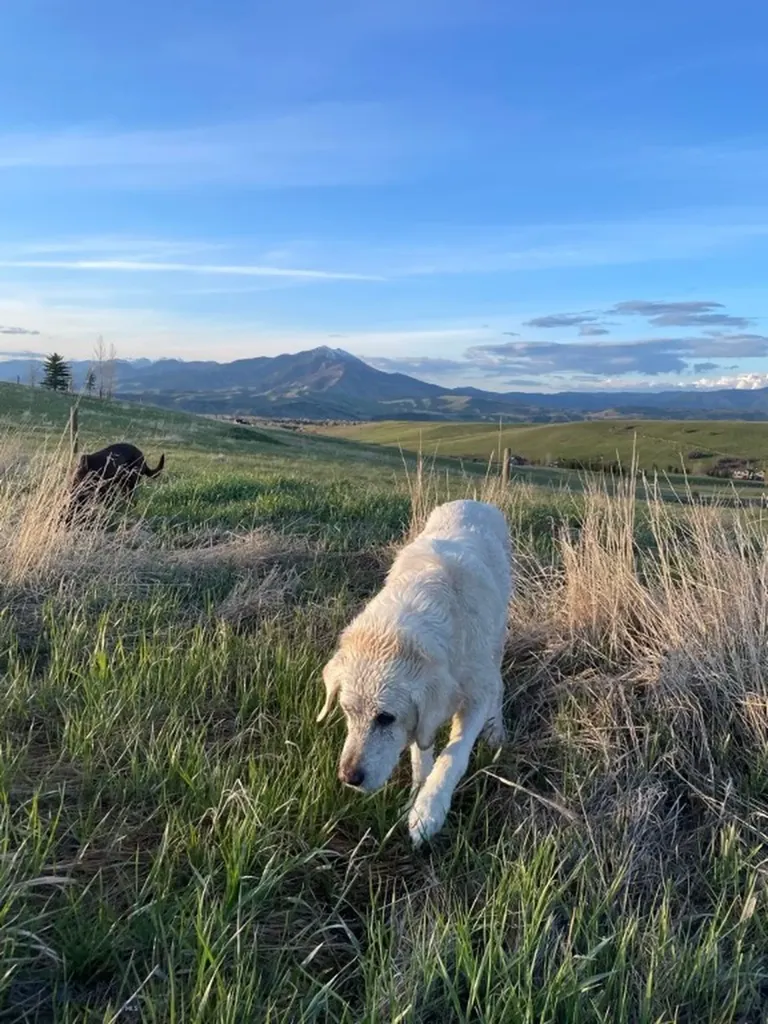 Tbd Jack Leg Lane Bozeman MT 59715