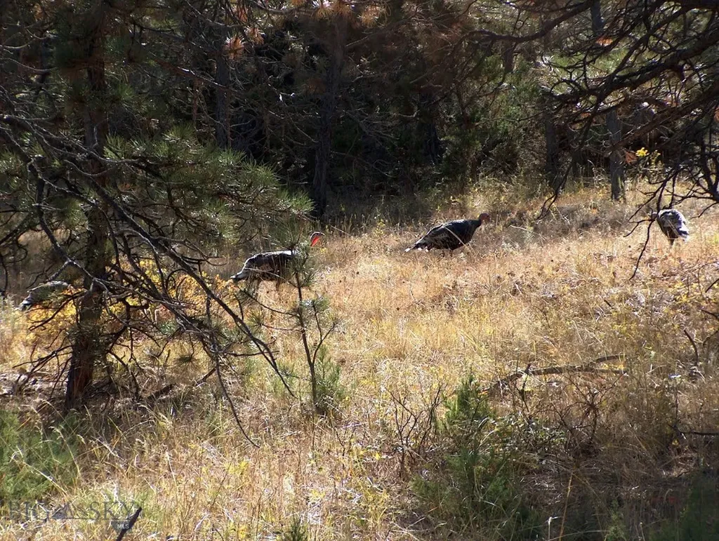 Tbd Lone Rock Canyon Lane Hysham MT 59076