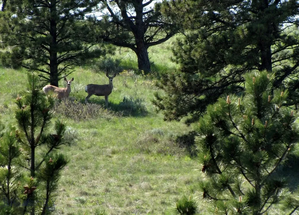 Tbd Lone Rock Canyon Lane Hysham MT 59076