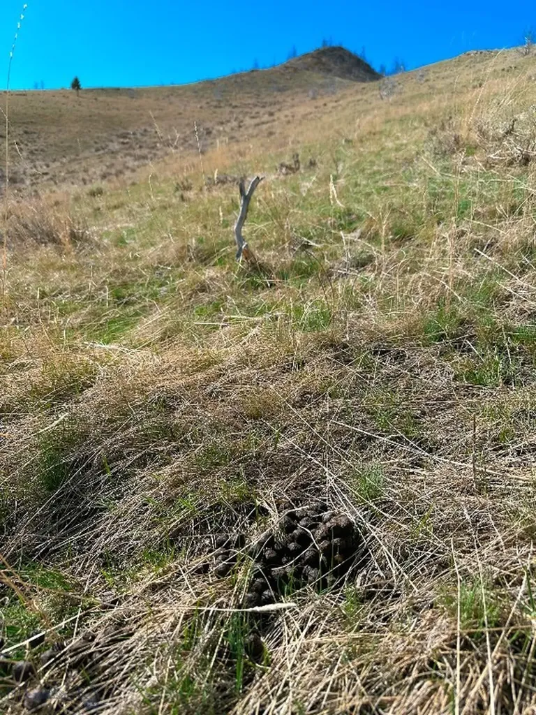 Nhn S Beartrap Canyon Road Norris MT 59745