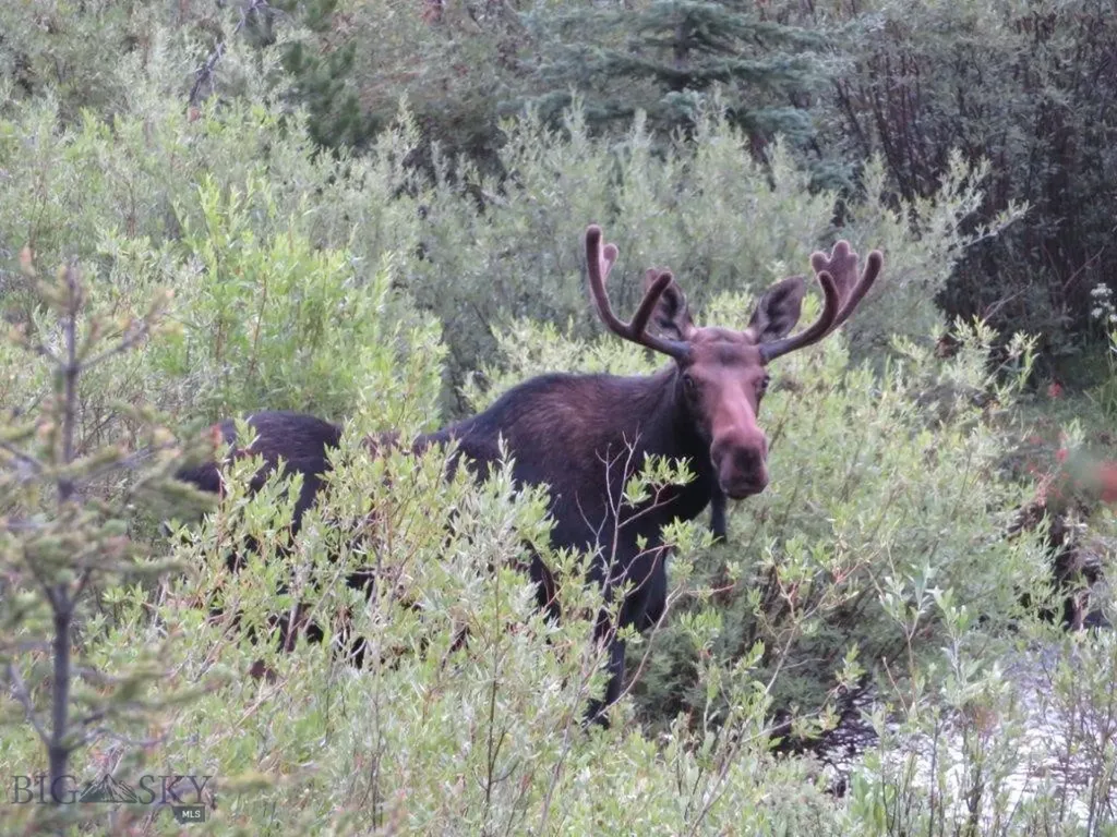 216 Trapper Creek Road Dillon MT 59725