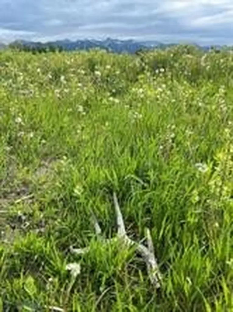 000 Elk Creek Road W Wilsall MT 59086