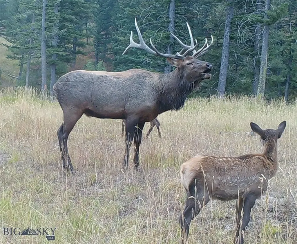 770 Mountain Moose Road Bozeman MT 59715