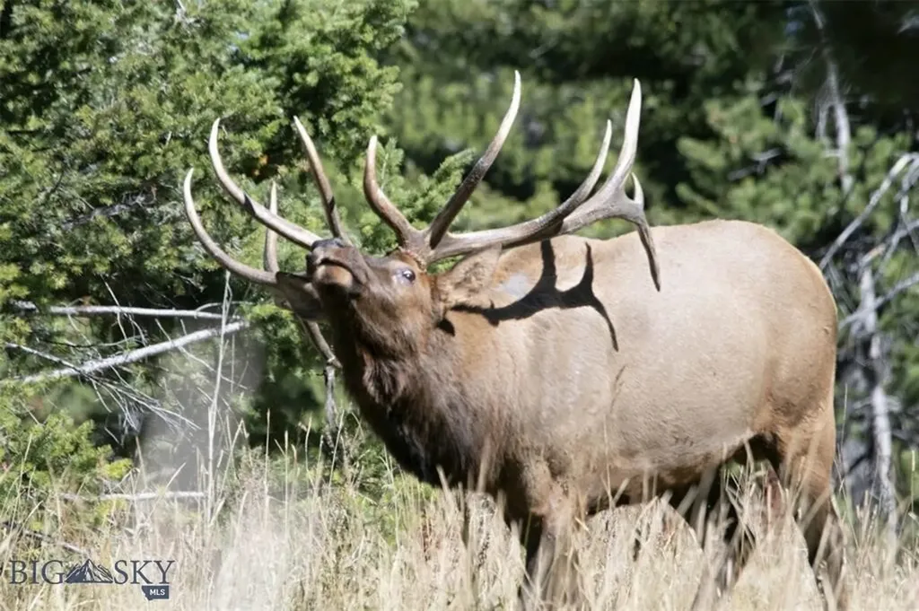 770 Mountain Moose Road Bozeman MT 59715
