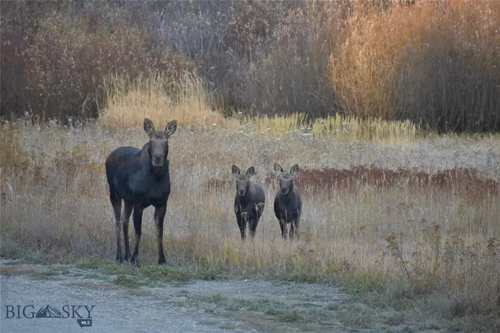 770 Mountain Moose Road Bozeman MT 59715