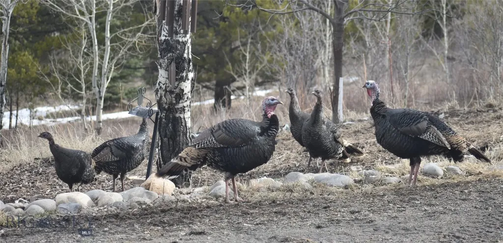 770 Mountain Moose Road Bozeman MT 59715