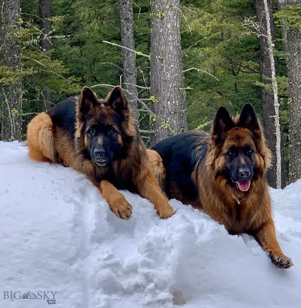 11310 Taiga Trail Bozeman MT 59715