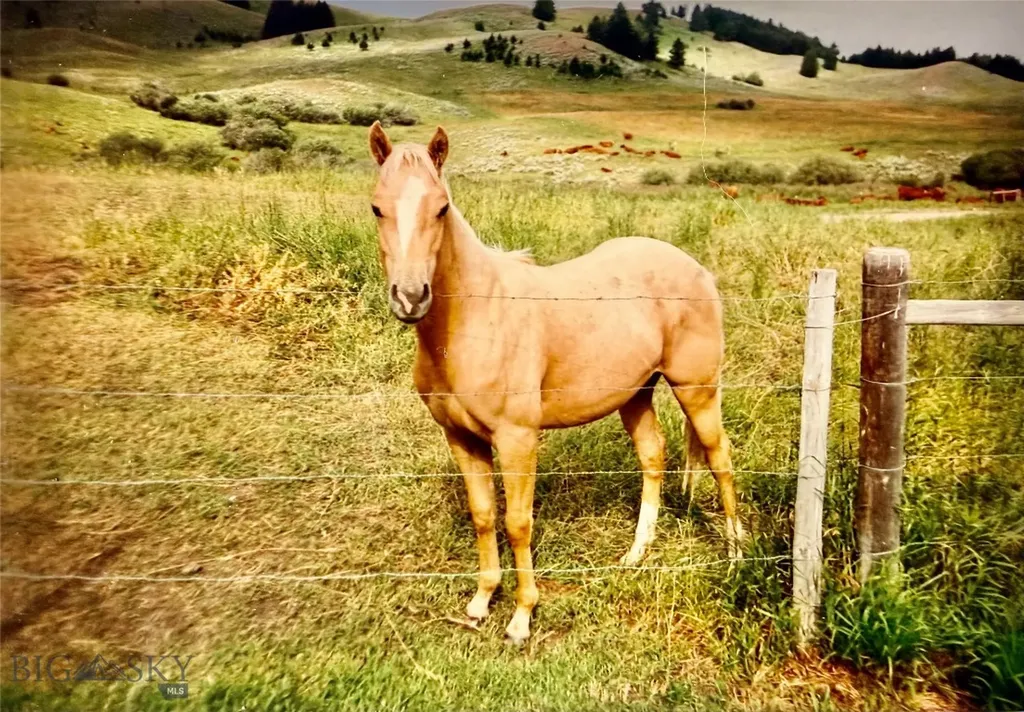 2368 Jackson Creek Road Bozeman MT 59715