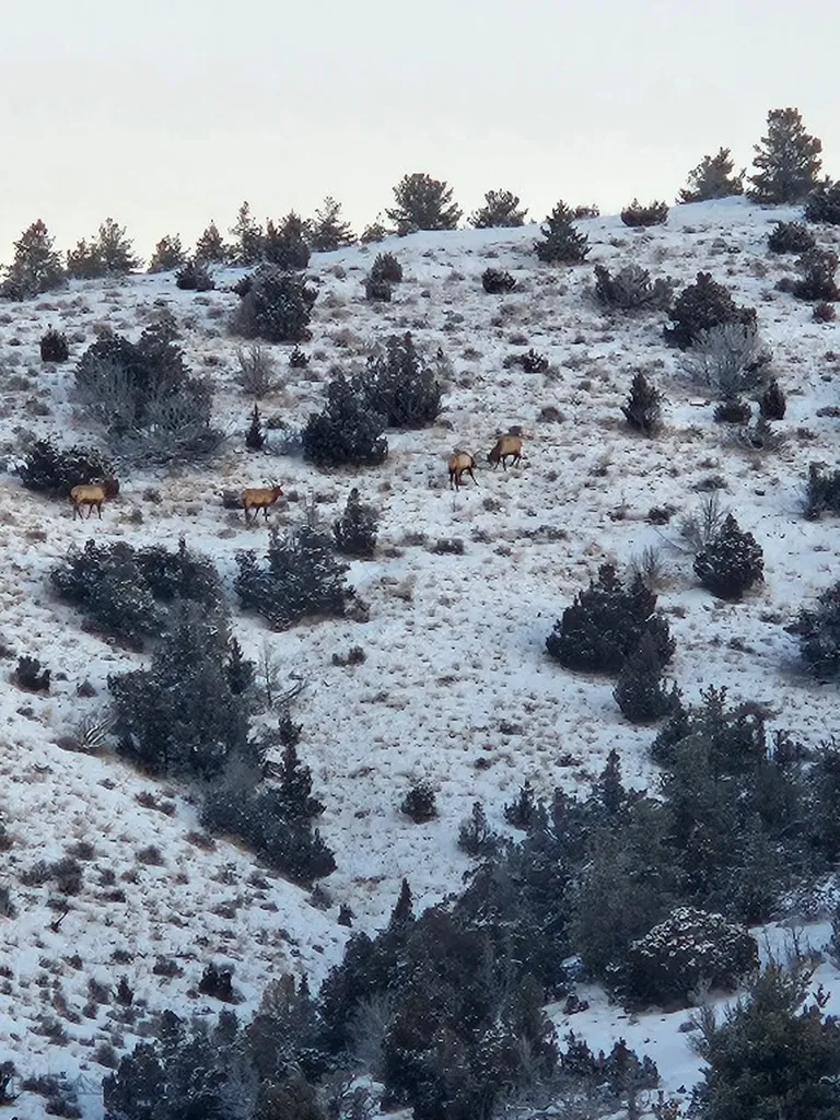 1590 Four Rivers Road Three Forks MT 59752