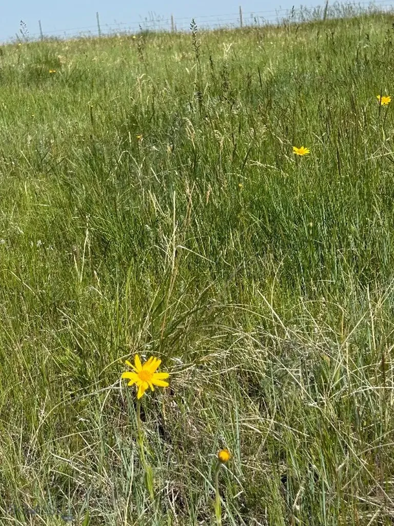 Tbd Ubet Road Buffalo MT 59418