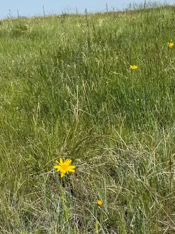 TBD Ubet Road Buffalo MT 59418