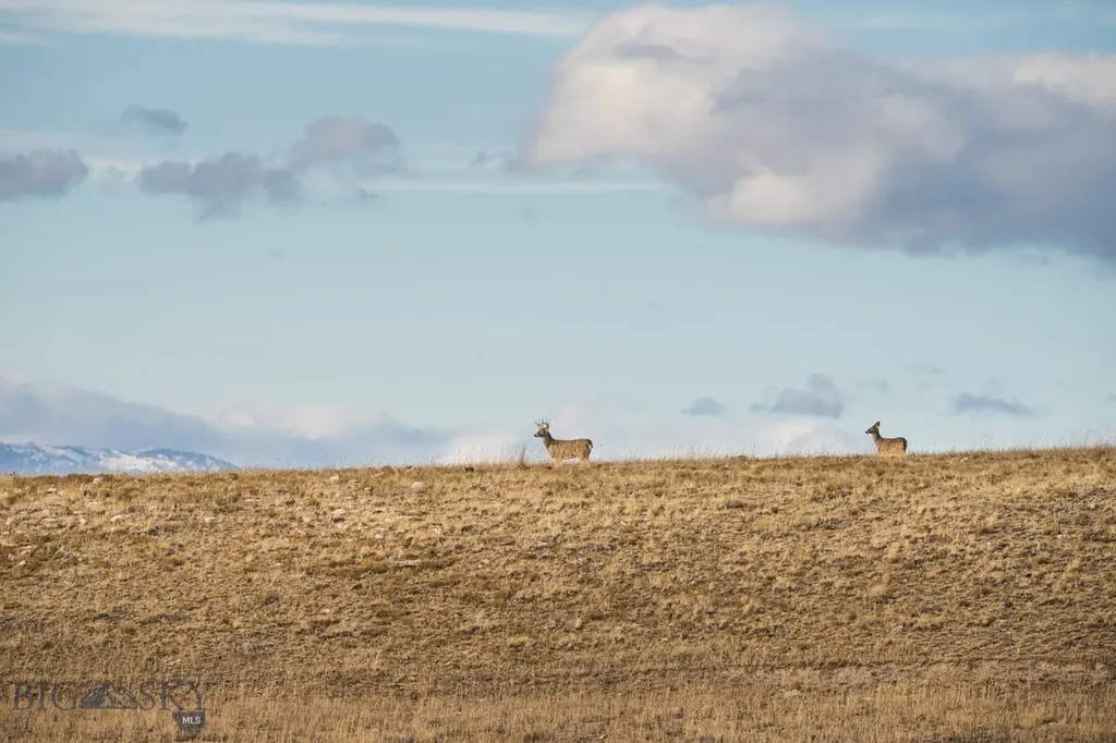 Tbd Buster Brown Road Dillon MT 59725