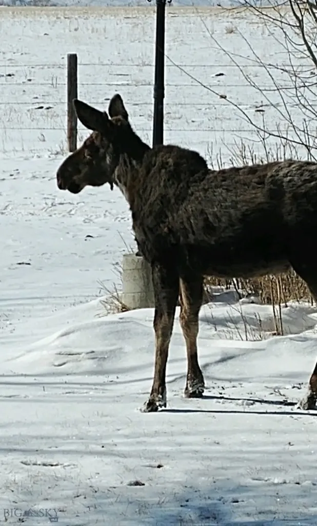 Townsend MT 59644