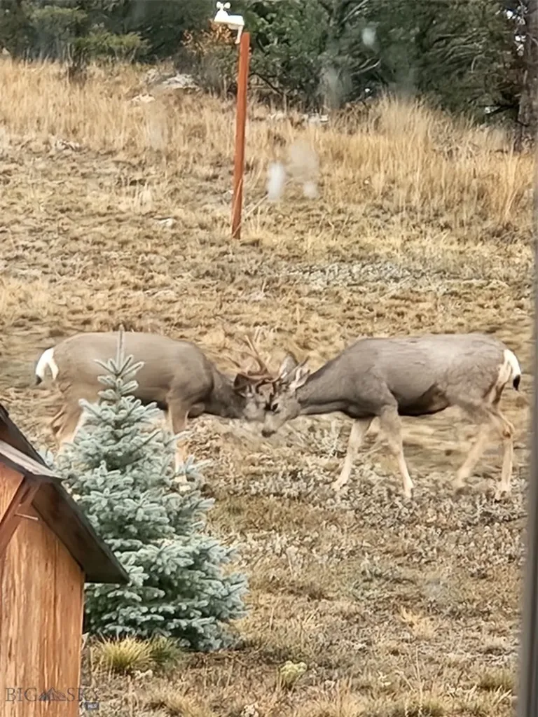31 Rogers Lane Boulder MT 59632