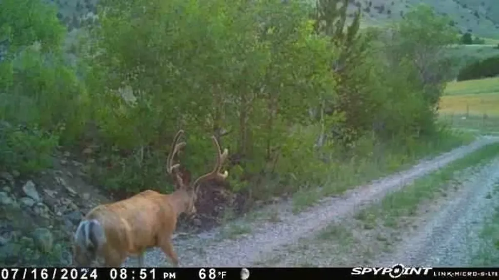 1131 Outlaw Trail Anaconda MT 58711
