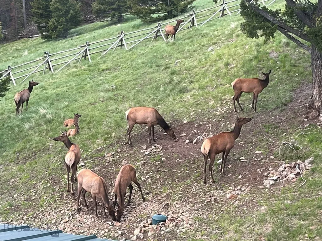 2988 Moose Gulch Elliston MT 59728