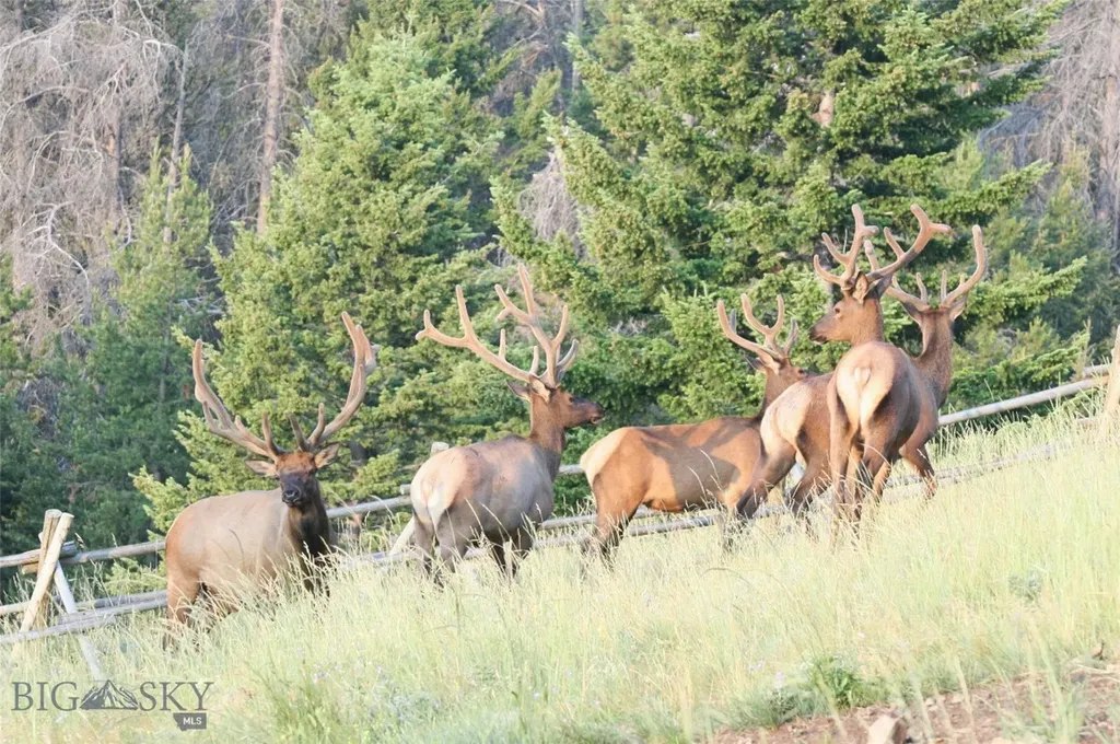 2988 Moose Gulch Elliston MT 59728