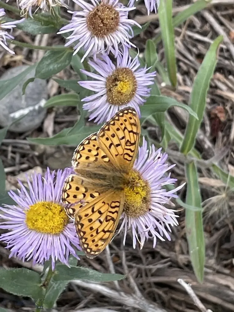 18 Blue Camas Road Bozeman MT 59715