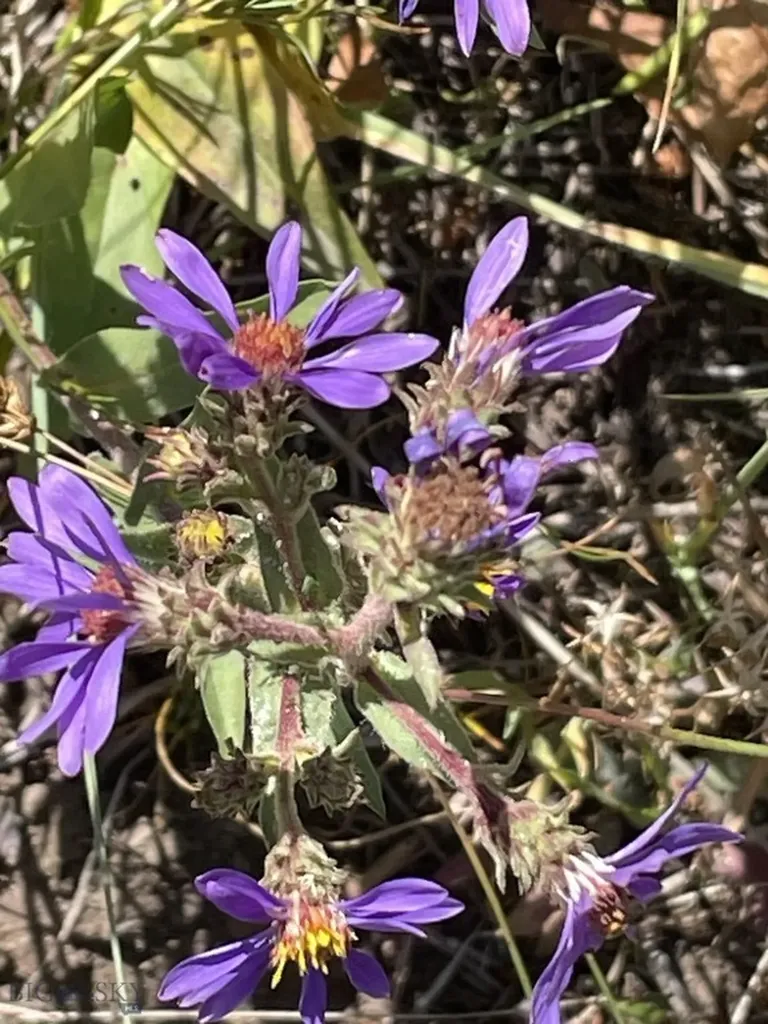 18 Blue Camas Road Bozeman MT 59715