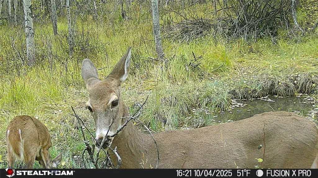 Tbd Tract A Anaconda MT 59711