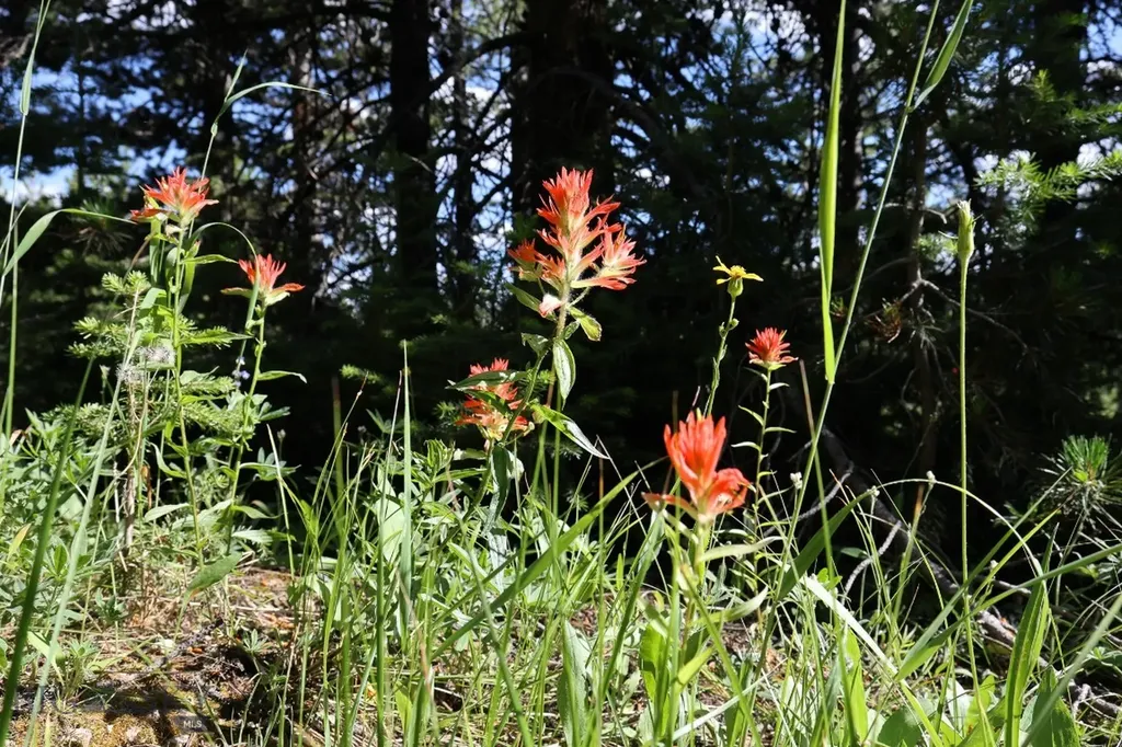 Tbd Beehive Basin Road Big Sky MT 59716