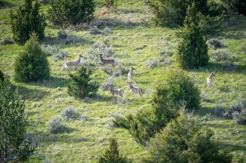 Nhn Suce Creek Road Livingston MT 59047