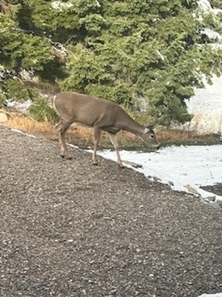 173 S Sun West Road Cameron MT 59720