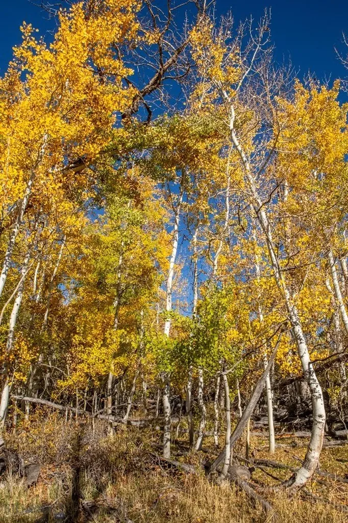 3007 Coyote Creek Dillon MT 59725