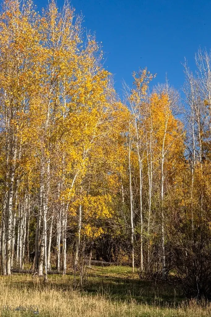 3007 Coyote Creek Dillon MT 59725