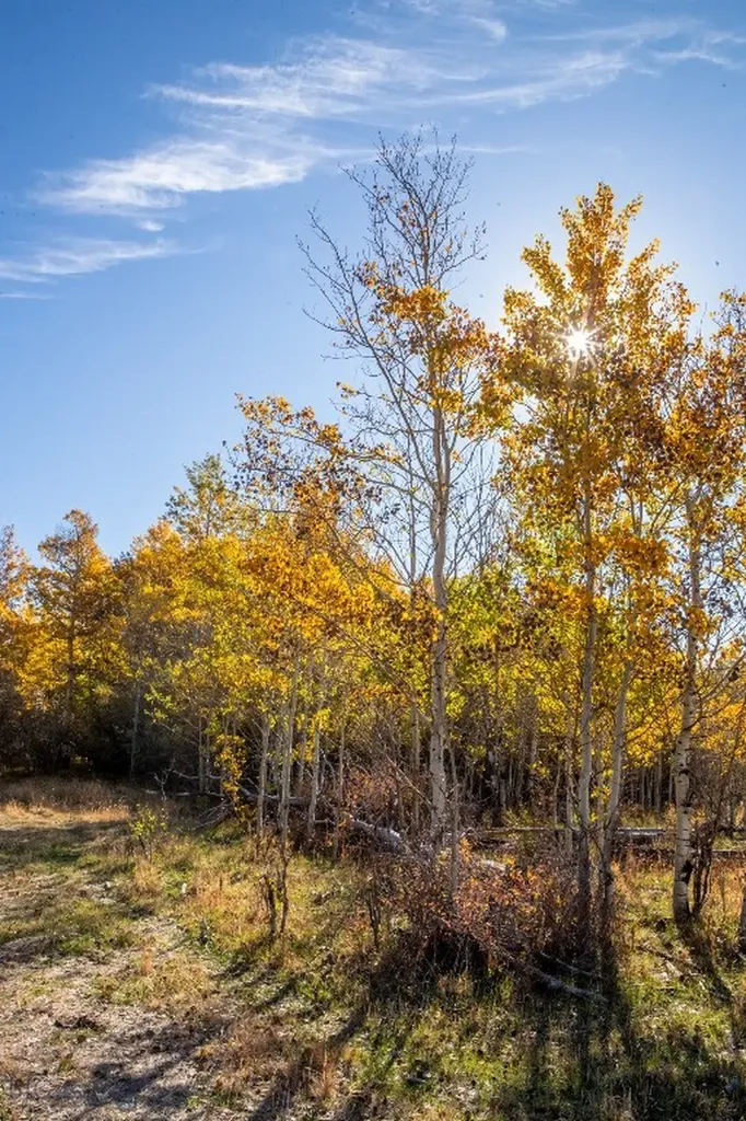 3007 Coyote Creek Dillon MT 59725