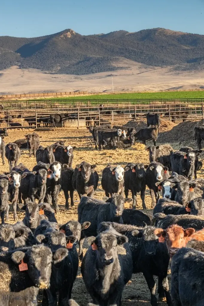 1891 Spring Creek Road Dillon MT 59725