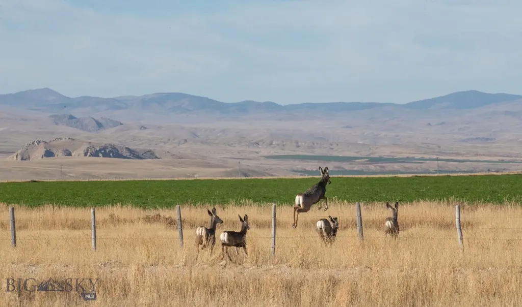 1891 Spring Creek Road Dillon MT 59725
