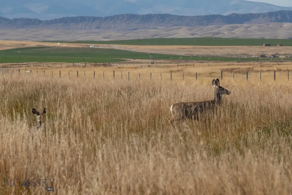 1891 Spring Creek Road Dillon MT 59725
