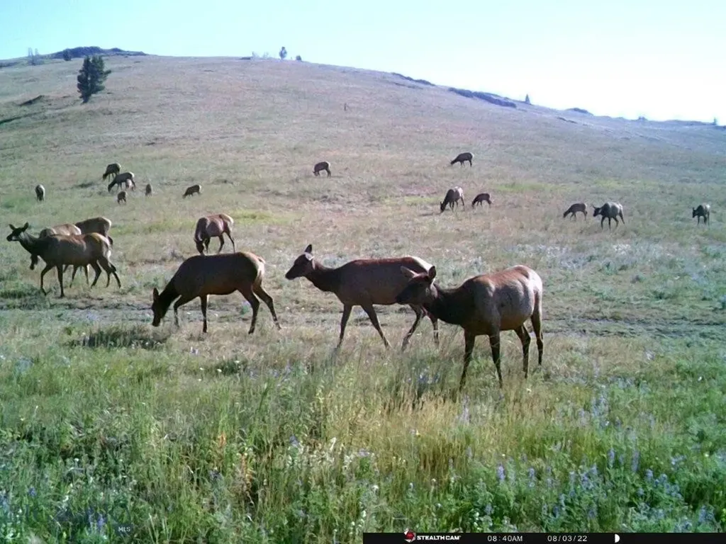 Tbd Indian Creek Road Townsend MT 59604