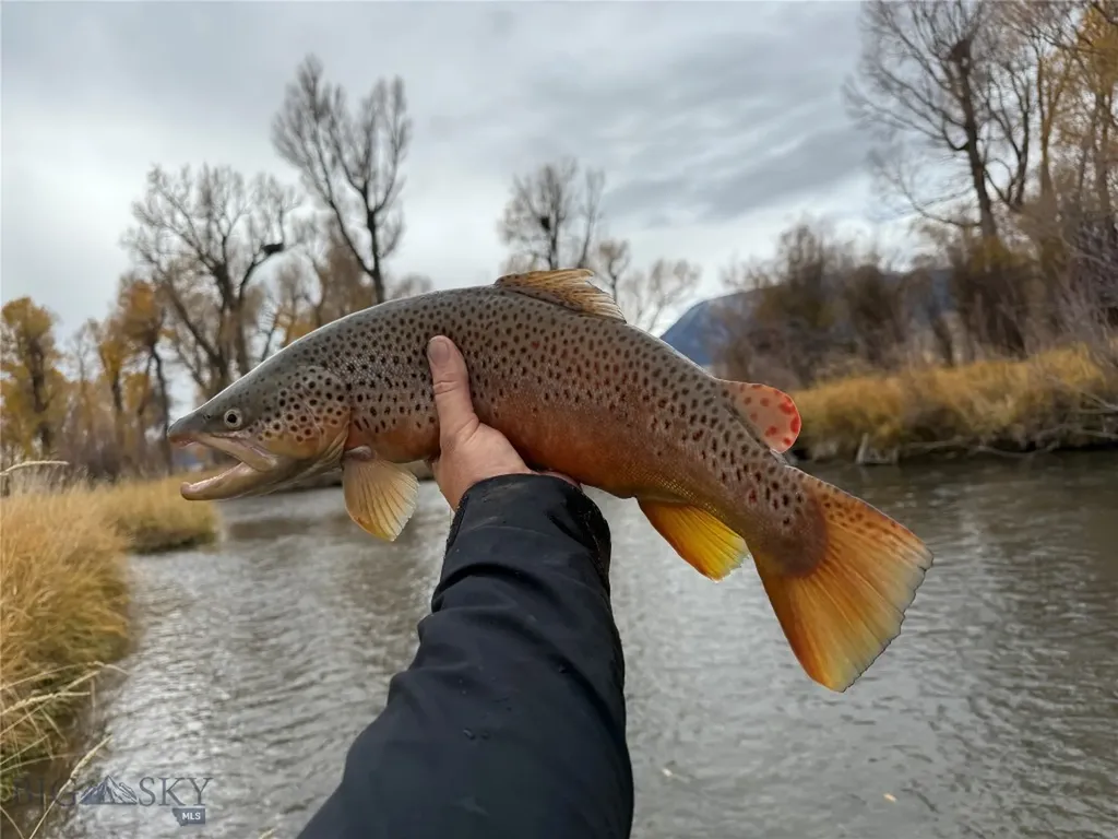 Dillon MT 59725