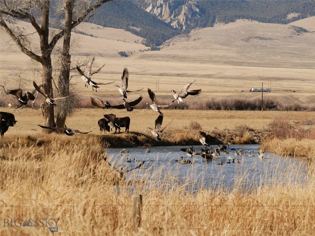 Dillon MT 59725