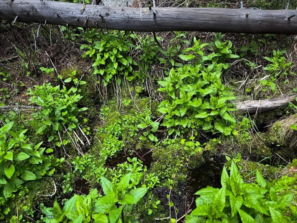 Nhn (160 Acres) Charcoal Creek Pony MT 59747