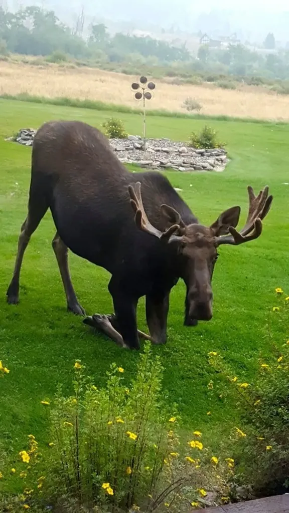 155 Moose Run Polaris MT 59746