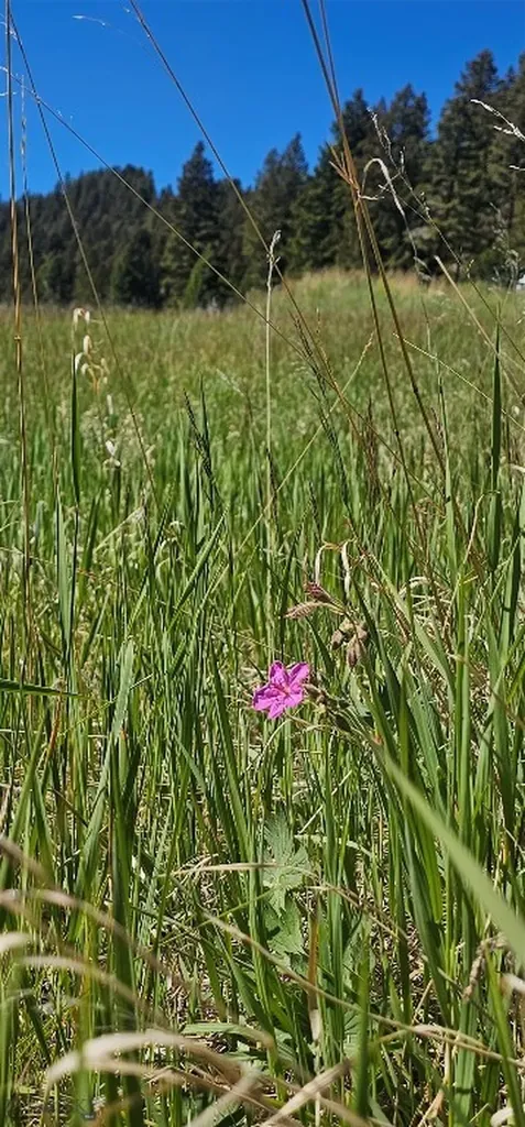 Lot 11 So. Boulder Road Cardwell MT 59721