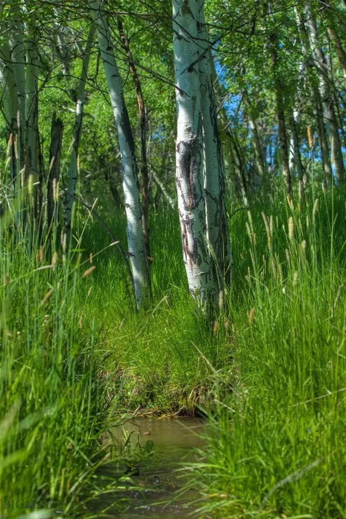 13830 (Lot A) Cottonwood Road Bozeman MT 59718