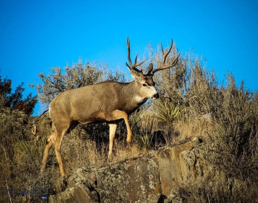 Lot 94 Tbd Nixon Gulch Road Manhattan MT 59741