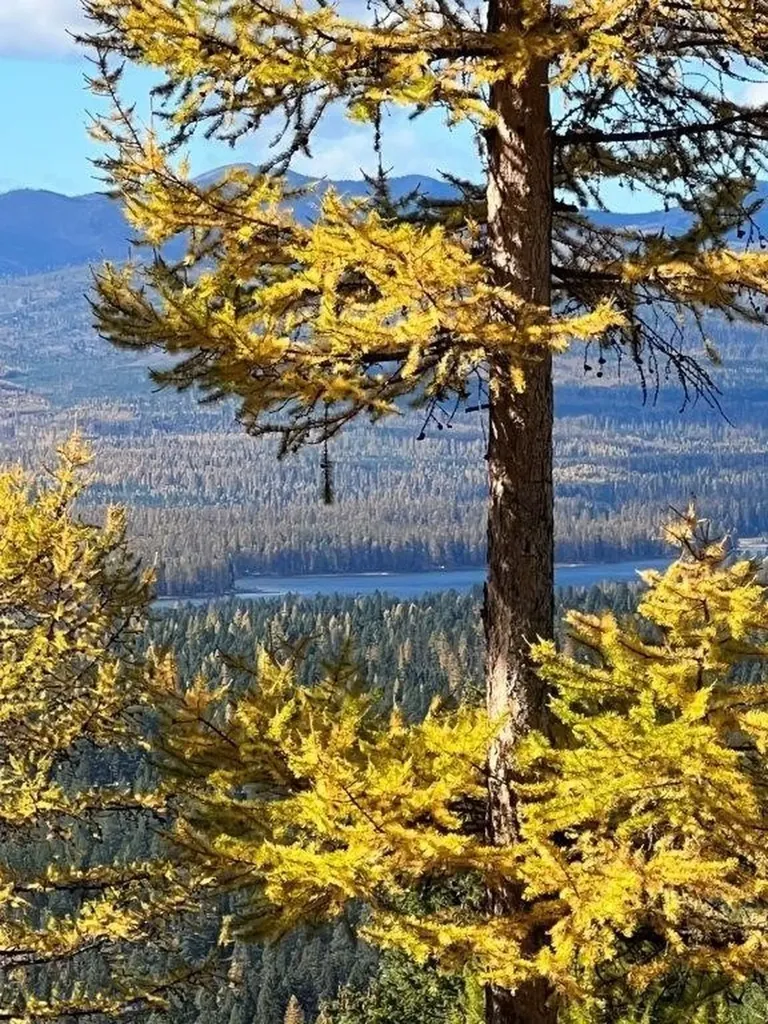 968 Bitterroot Drive Seeley Lake MT 59868