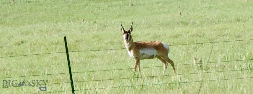 Tbd South Valley Road Dell MT 59724
