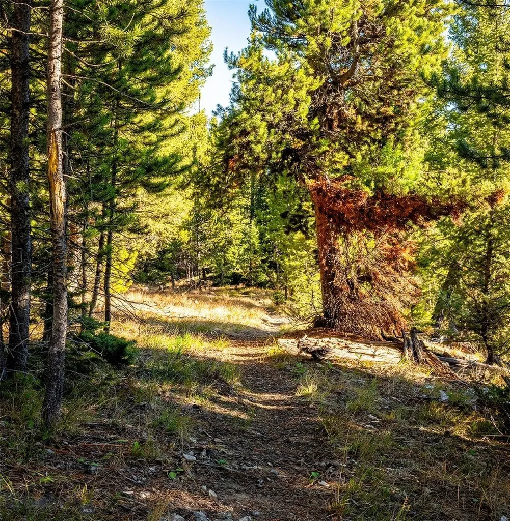 Lot 1 & 2 Wheatgrass Meadows Big Sky MT 59716