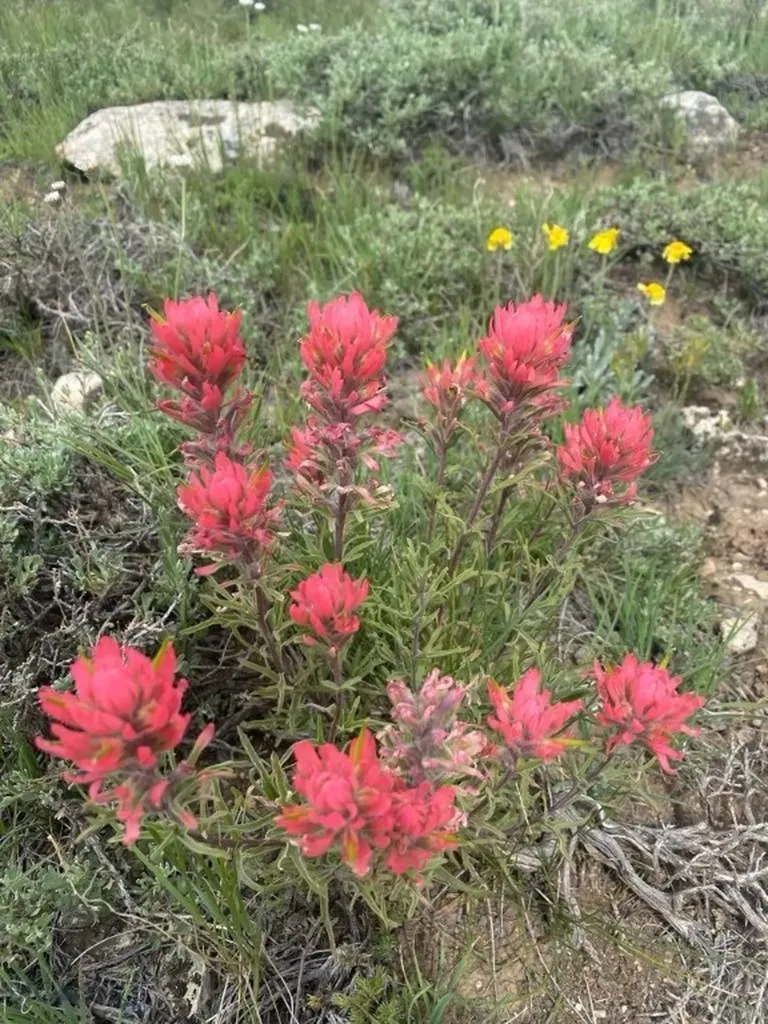 Nhn Bighorn Canyon Road Bridger MT 59014